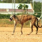Rufina_IMG_6305