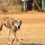 Rufina_IMG_6314