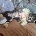 Rufo_2026-03-30-11-52-43