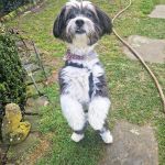 Rufo_2026-03-30-16-29-12