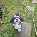 Rufo_2026-03-30-16-29-25