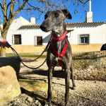 Santa_2026-02-20 at 12-18-48