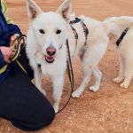 Sonic_IMG_20260315_120937_edit_808502235817673