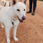 Sonic_IMG_20260315_120939