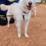 Sonic_IMG_20260315_120940