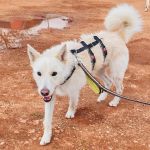 Sonic_IMG_20260315_121013_edit_808447338043423