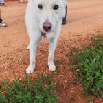 Sonic_IMG_20260315_121117