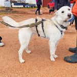 Sonic_IMG_20260315_121124_edit_808251391954852