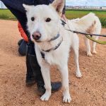 Sonic_IMG_20260315_121240