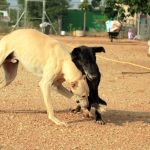 Stella_IMG_6197