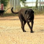 Stella_IMG_6241