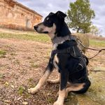 Stitch_2025-11-15 13-06-02