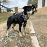 Stitch_2025-11-15 at06-04