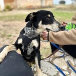 Stitch_2025-11-15 at 13-03