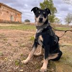 Stitch_2025-11-15 at 13-05-59