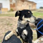 Stitch_2025-11-15 at 13-0601