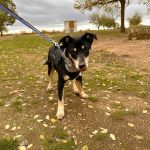 Stitch_2025-11-15 at 16-05