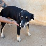 Stitch_IMG_0255