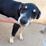 Stitch_IMG_0257
