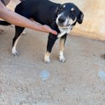 Stitch_IMG_0258