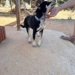 Stitch_IMG_0277