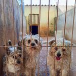 Sunny, Butch, Polly_IMG_20260504_193253