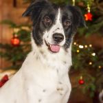 Tessi_Silvia Weihnachtsshooting 012