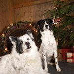 Tessi_Silvia Weihnachtsshooting 036