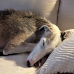 Theo_(Richi)1000056027