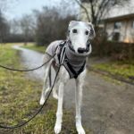 Theo_(Richi)_2026-02-14 at 20-15-14