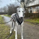 Theo_(Richi)_2026-02-16 at 20-15-14