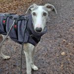 Theo_(Richi)_ 2026-02-21 at 21-11-27