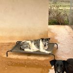 tigre_IMG_6314