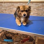 Tobi_2026-02-16 at 14-37-11