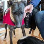 Togo_2026-01-28 at 10-42-58