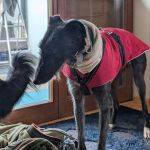 Togo_2026-01-28 at 10-42-63