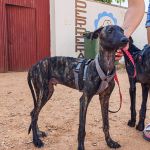 Turron_17-16-00 (1)