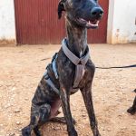 Turron_17-16-00 (15)