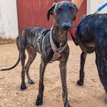 Turron_17-16-00 (3)