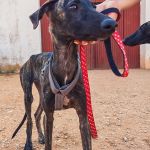 Turron_17-16-00 (7)