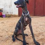 Turron_17-16-01