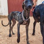 Turron_17-16-01 (3)