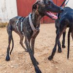 Turron_at 17-16-00 (10)