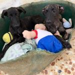Turron_Frankie_IMG-20260621-WA0021