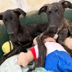 Turron_Frankie_IMG-20260621-WA0022