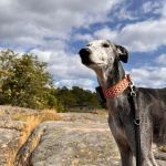 Urlaub mit Hund in Schweden_08-2025 (1)