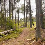 Urlaub mit Hund in Schweden_08-2025 (11)