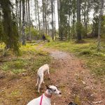 Urlaub mit Hund in Schweden_08-2025 (12)
