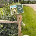 Urlaub mit Hund in Schweden_08-2025 (16)