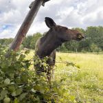 Urlaub mit Hund in Schweden_08-2025 (9)